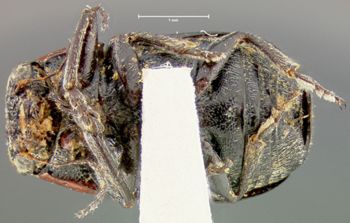 Media type: image;   Entomology 24991 Aspect: habitus ventral view